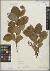 Foto von Salix hastata L.